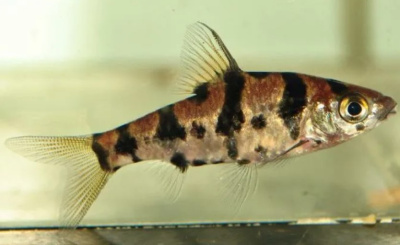 Барбус Форша Барбус Форша